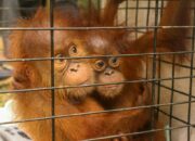 Orangutan Selundupan Bakauheni di Translokasi ke Jambi