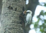 Pelepasliaran Curik Bali Terus Menyebar di Taman Nasional BB