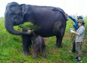 Seekor Anak Gajah Sumatera Lahir di PLG Suaka Margasatwa