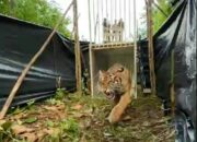 Global Tiger Day 2021, BKSDA Lepasliarkan Harimau “Sipogu”