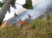 Semak Belukar Seluas 14 Hektar di Desa Silalahi 3 Dairi Terbakar