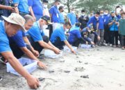 Peringatan BBKT ke- 61, Gubernur Lepas Tukik Di Pariaman