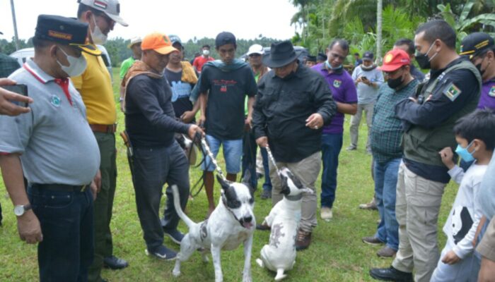 Cegah Rabies, Pemprov Sumbar Gandeng Pemburu Babi