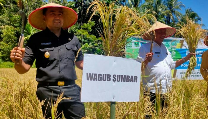 Tahun 2022 Sumbar Targetkan Produksi Padi 1.5 Juta Ton