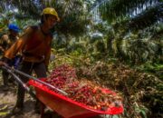 Petani Sawit Apresiasi Presiden Cabut Larangan Ekspor