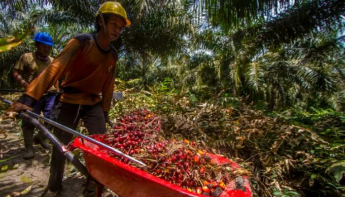 Petani Sawit Apresiasi Presiden Cabut Larangan Ekspor