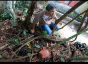 Joni Hartono Berhasil Tangkar Bunga Rafflesia Arnoldi Diluar Habitat