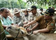 Sumbar Lakukan Percepatan Vaksinasi Ternak