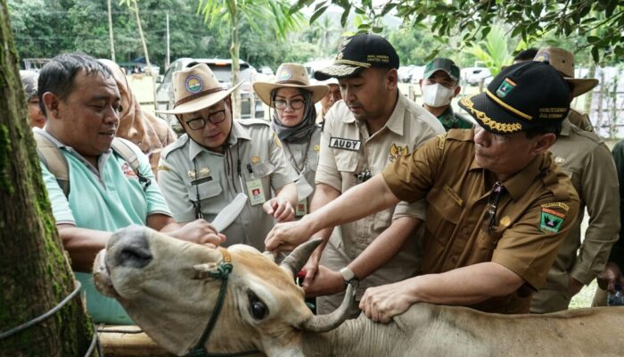 Sumbar Lakukan Percepatan Vaksinasi Ternak