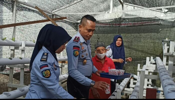 Lapas Suliki Kreasi kan Bibit Pakcoy di media Hidroponik