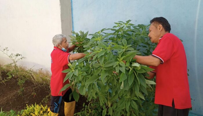 Keren,. WBP Lapas Suliki Panen Kangkung dan Bayam