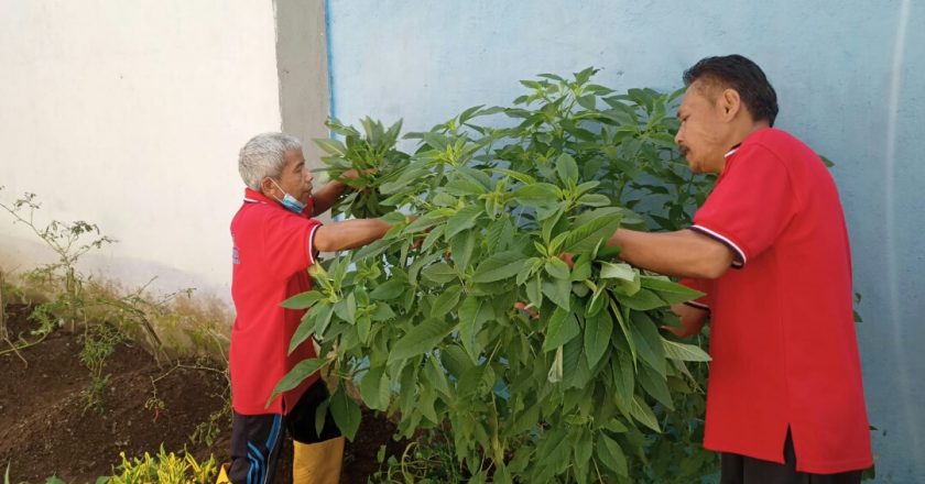 Keren,. WBP Lapas Suliki Panen Kangkung dan Bayam