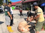 Idul Adha, Alumni 92 SMA 6 Padang Kurban Satu Sapi