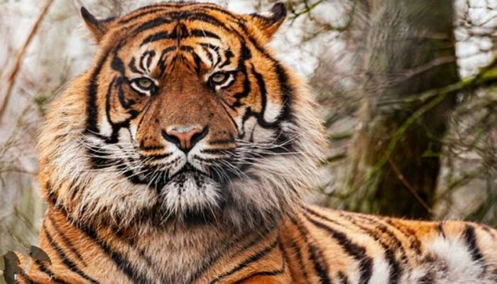 Sumbar Punya Yayasan Peduli Harimau Sumatera