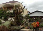 Angin Kencang, Puluhan Pohon Bertumbangan di Kota Padang
