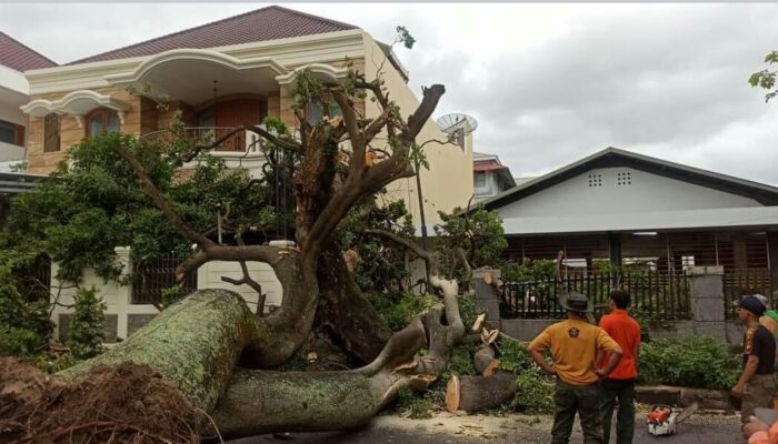Angin Kencang, Puluhan Pohon Bertumbangan di Kota Padang