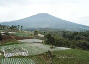 PKM UNP Angkat Potensi Wisata Sawah 9 Koto Laweh