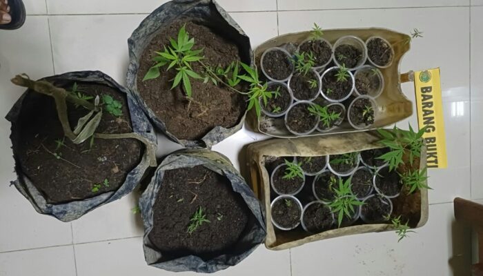 Kepolisian Pasaman Peredaran dan Pohon Ganja