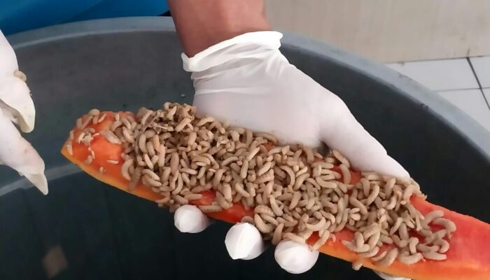 Kurangi Limbah Organik, Lapas Suliki Budidaya Maggot BSF