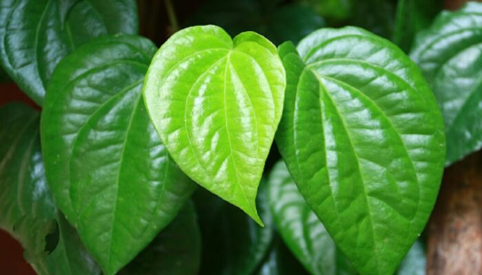 MANFAAT KESEHATAN DAUN SIRIH