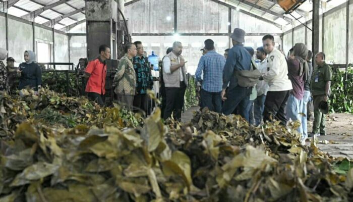 Pemprov Sumbar Siapkan Pergub Tata Niaga Gambir