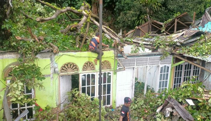 Hujan Deras, Angin Kencang Berdampak Pohon Tumbang Timpa 4 Rumah Warga