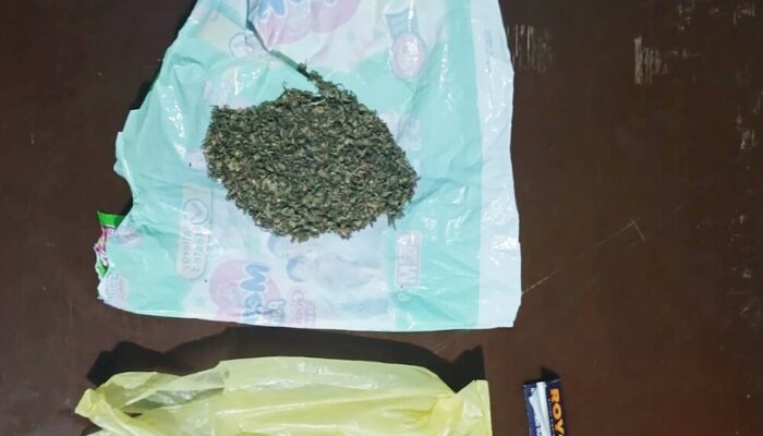 Kedapatan Bawa Ganja WS Ditangkap Resnarkoba Pasbar