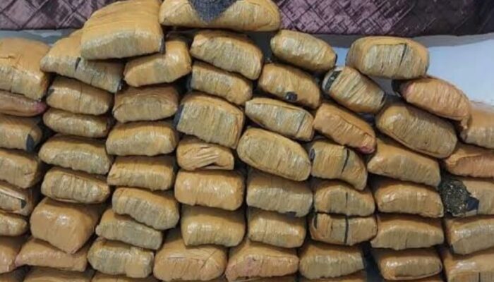 Bawa Ganja 141 Kg, Oknum A Ditangkap BNNP