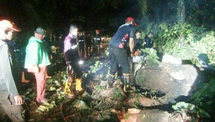 Hujan dan Angin Kencang 6 Pohon Tumbang Timpa Kabel Listrik