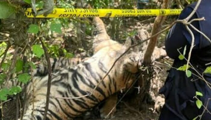 Kematian Tragis Harimau Sumatera: Ancaman Nyata GTD 2024