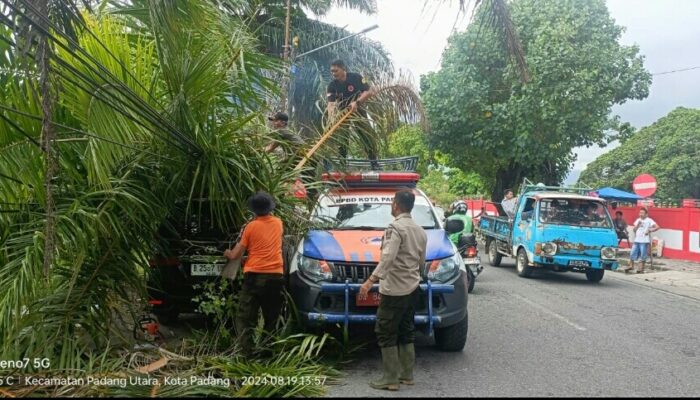 Hujan Intensitas Tinggi di Padang Robohkan Pohon di beberapa Titik
