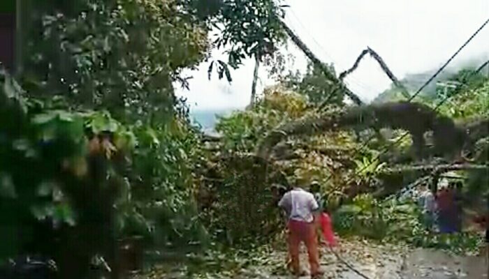 Hujan dan Badai di Padang Puluhan Pohon Tumbang Akses Jalan Putus