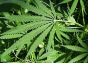 BNNP Sumbar Gagalkan Setengah Ton Peredaran Ganja Aceh