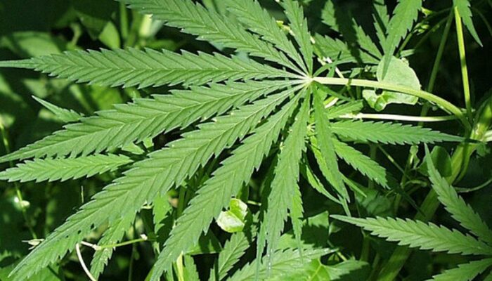 BNNP Sumbar Gagalkan Setengah Ton Peredaran Ganja Aceh