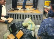 BNNP dan Polda Ungkap Penangkapan Ganja 624,507 kg