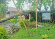 Hujan dan Angin Kencang Robohkan Pohon Timpa Kabel Listrik