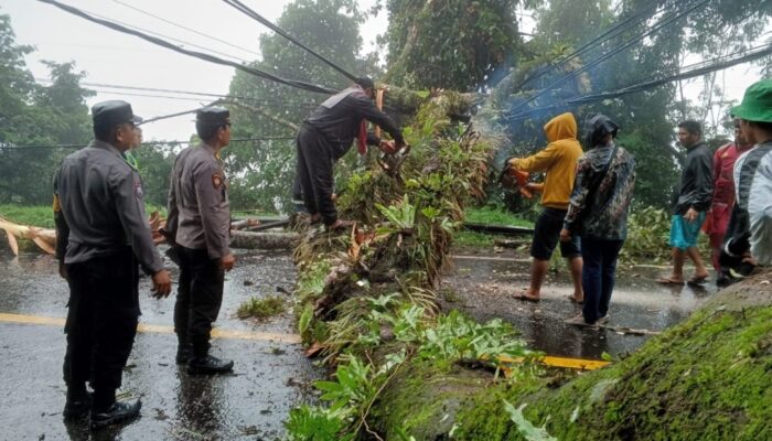 Pengemudi Medan- Brastagi Waspada Pohon Tumbang