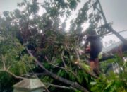 Hujan dan Angin Tumbangkan Pohon Timpa Rumah Warga