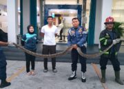 Petugas Damkar Padang Tangkap Ular Piton 3 Meter di Bank BRI Khatib