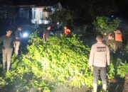 Pohon Tumbang Hambat Akses Jalan di Teluk Kabung Tengah