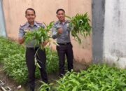 WBP Lapas Suliki Kelola Tanaman Sayuran Tumbuh Subur