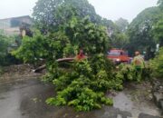 Angin dan Hujan di Kota Padang Tumbangkan Beberapa Pohon