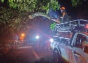 Pohon Tumbang di Jalan Raya Padang-Painan Sempat Putus