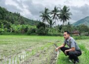 Lapas Suliki Manfaatkan 3.500 Meter Persegi Sawah