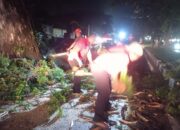 BPBD Padang Cepat Evakuasi Pohon Patah di Jalan Samudra