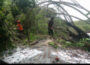 Pohong Tumbang Timpa Rumah Nurhayati di Jembatan Buai