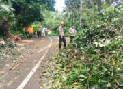 Pohon Tumbang di Jalan Sungai Pisang, Akses Jalan Terganggu