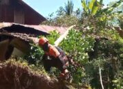 Pohon Tumbang Timpa Rumah Warga di Teluk Kabung Utara