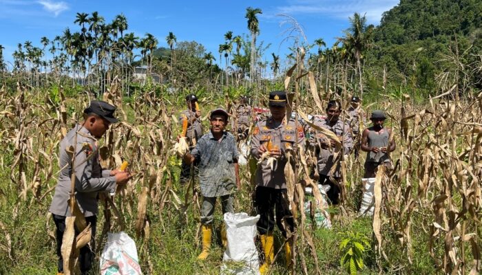 Panen Raya Jagung Sinergi Polres Pessel dan Petani
