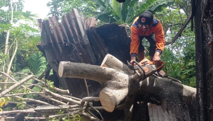 Pohon Tumbang Timpa Rumah Warga di Padang Selatan